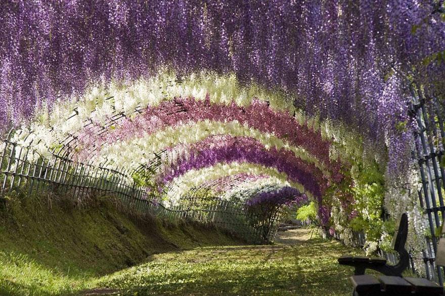 Wisteria Flower Tunnel, Japan.